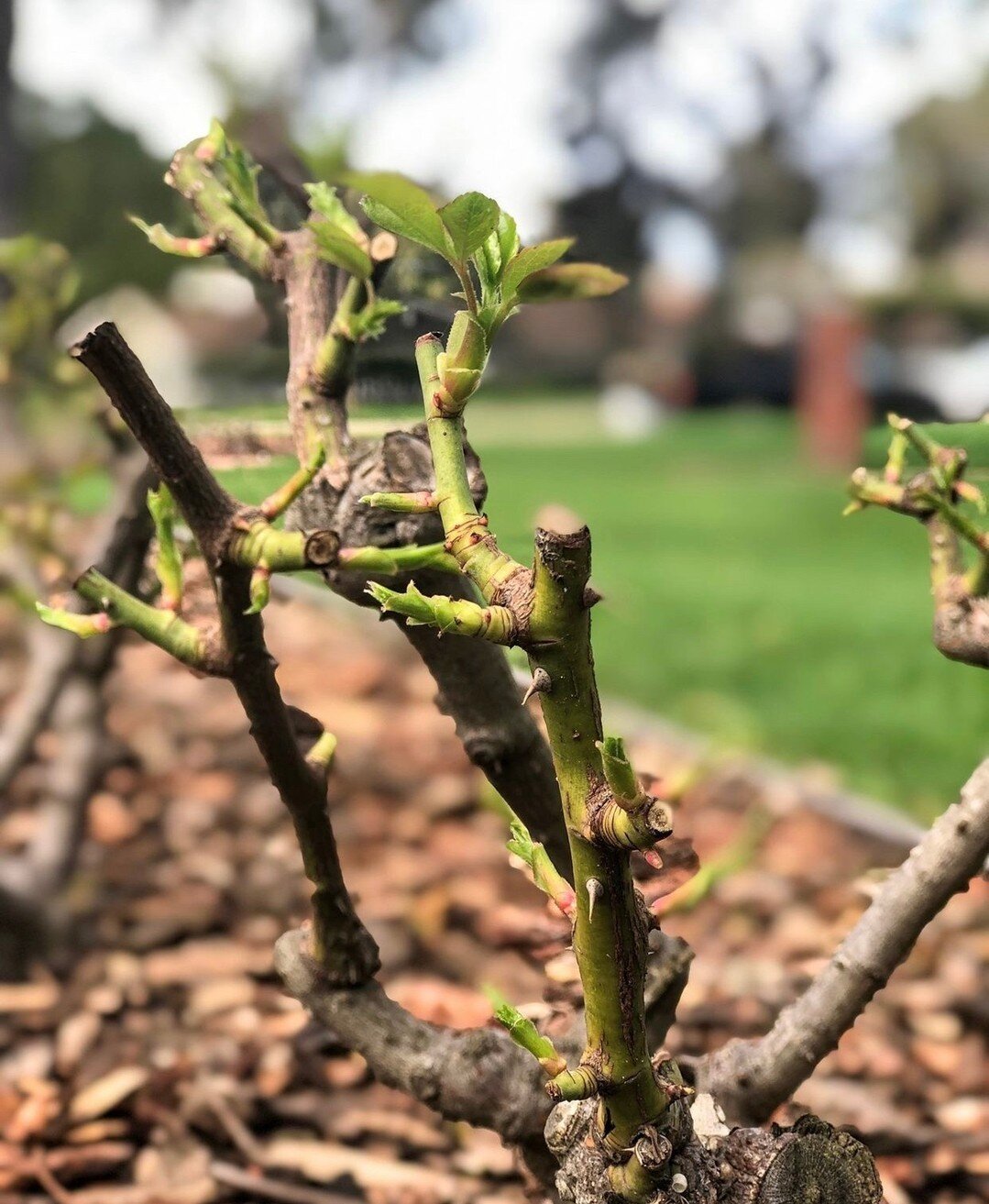 How are those pruned roses looking? If you pruned your roses in early January, you might be starting to see some leaf growth. 🌱⁠
⁠
If you're seeing new growth., this is the time to fertilize your roses.⁠
⁠
If they are established, use &frac14; cup o