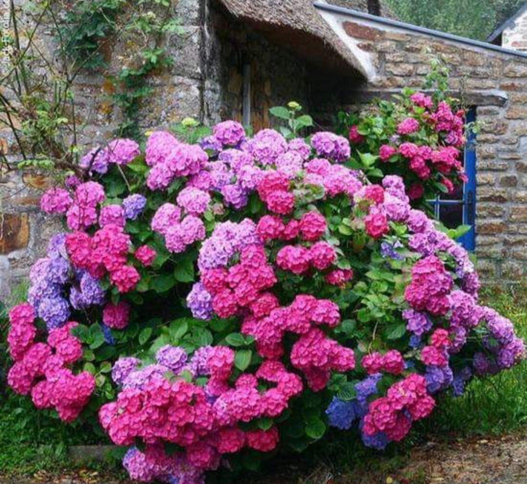 We're counting down the days until Hydrangeas are showing off again 🌸 Who's with us?? 🩷⁠
⁠
🪴 Lisa's Garden Therapy⁠
⁠
Image via Faber's Greenhouse on Facebook⁠
#lisasgardentherapy #fabersgreenhouse #hydrangeablossoms⁠
#floralinspiration #floral_pe