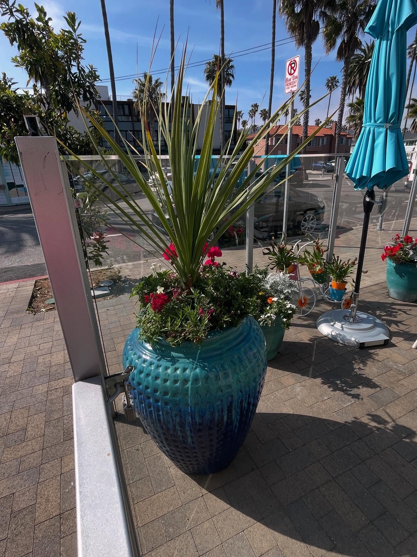 Planters in full bloom looking beautiful! 🌸🌷🌻@turquoiseredondobeach 

🪴Lisa&rsquo;s Garden Therapy

#lisasgardentherapy #backyardoasis #poollandscape #pooldesign #oursouthbay #coastalliving #moderngardendesign #CMyCalifornia #landscapedesign #gar