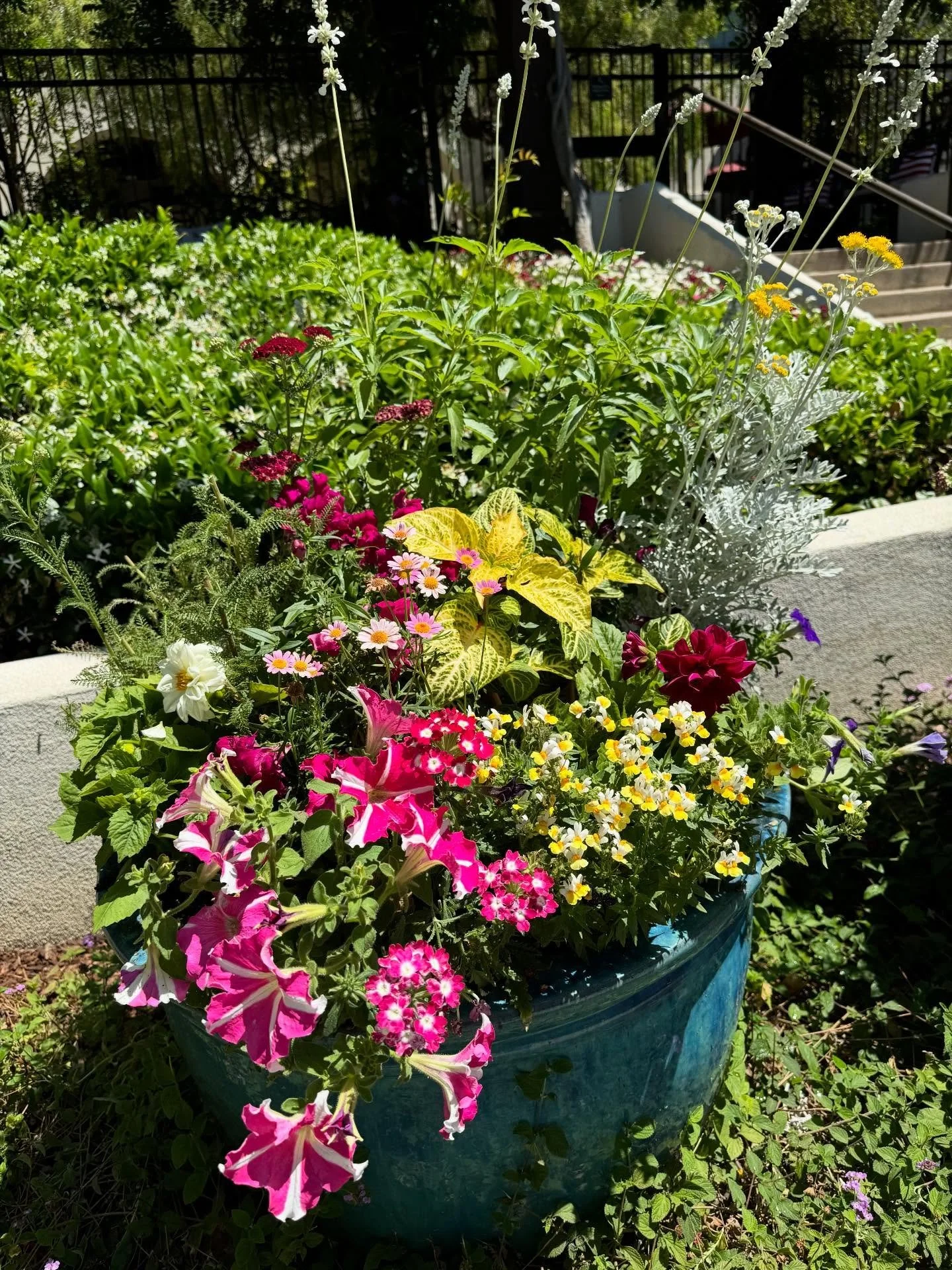 Spring is here, and so are beautiful blooms! Planters and pots make gardening a breeze. They&rsquo;re portable, easy to shape, and simple to clean. 🌸🌺

Happy Thursday! 🎉

🌿Lisa&rsquo;s Garden Therapy
#lisasgardentherapy #backyardoasis #poollandsc