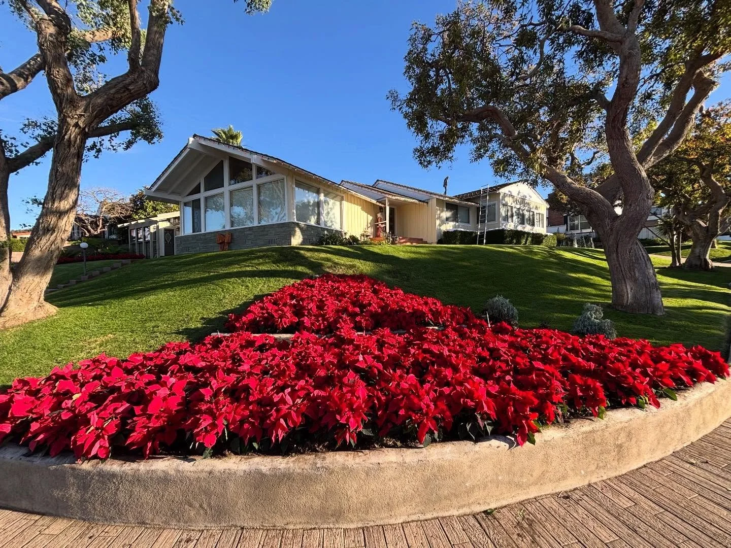 WIN A FREE CONSULTATION 🎄✨

Can you guess how many poinsettias are on this year&rsquo;s Christmas Corner in South Redondo? If so, you could win a free landscaping consultation from Lisa&rsquo;s Garden Therapy. 
Submit your guess via IG by 12/31 and 