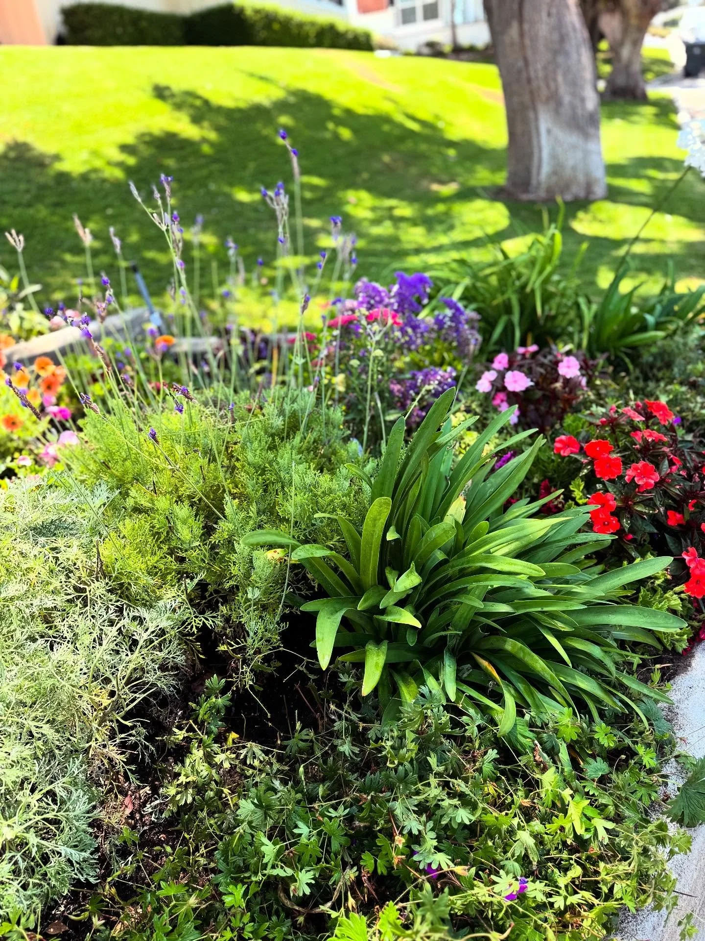 ✨Brought new life and a little magic back to this garden.✨#refreshed

🌿Lisa&rsquo;s Garden Therapy

#lisasgardentherapy #southbaylandscaping #redondobeachlandscaping
#oursouthbay #coastalliving #moderngardendesign #CMyCalifornia #landscapedesign #ga