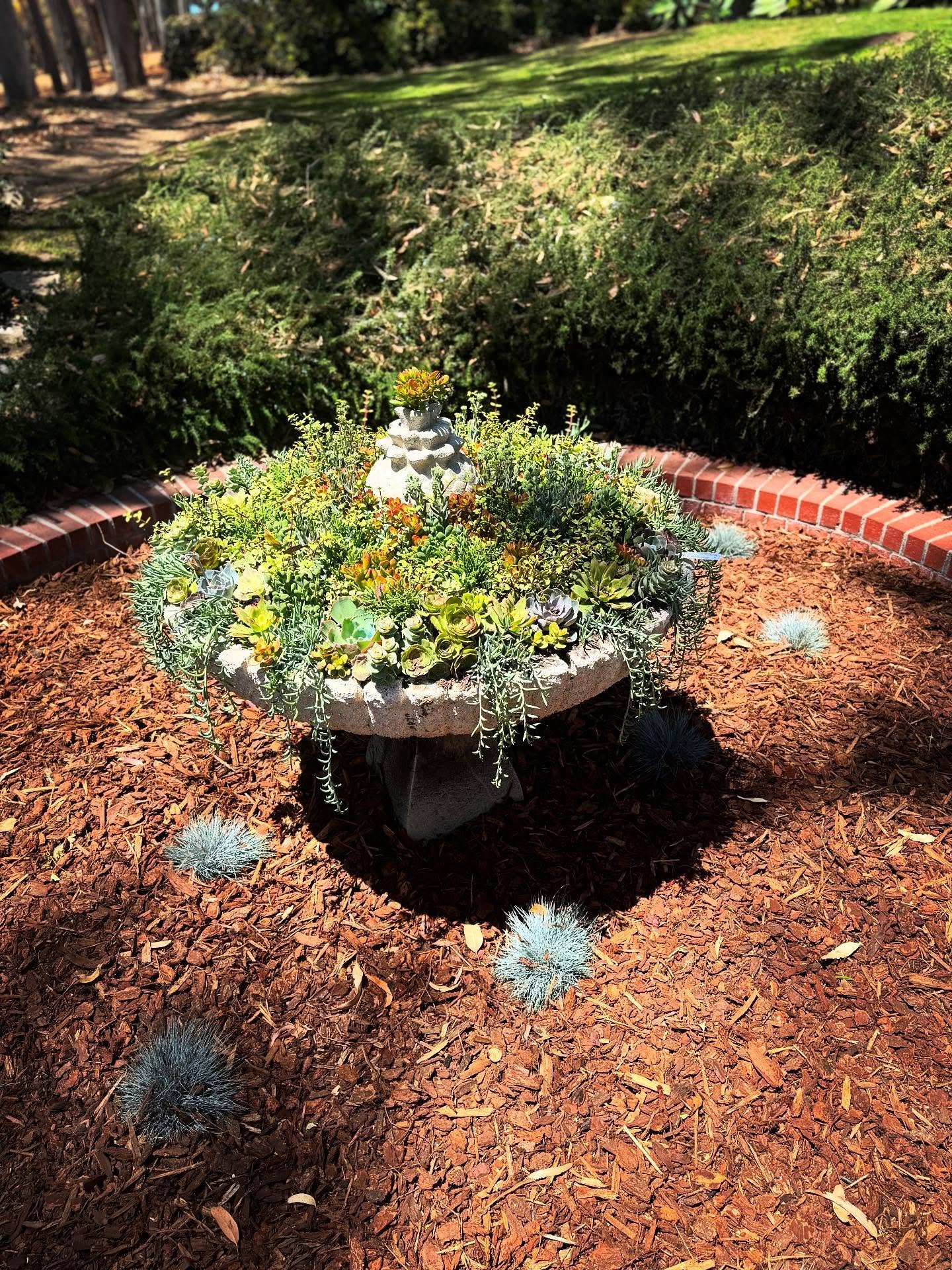 Succulent Garden for Town &amp; Country Nursery School in Palos Verdes. @cultivatewithjesse 

🪴Lisa&rsquo;s Garden Therapy

#lisasgardentherapy #southbaylandscaping #redondobeachlandscaping
#oursouthbay #coastalliving #moderngardendesign #CMyCalifor