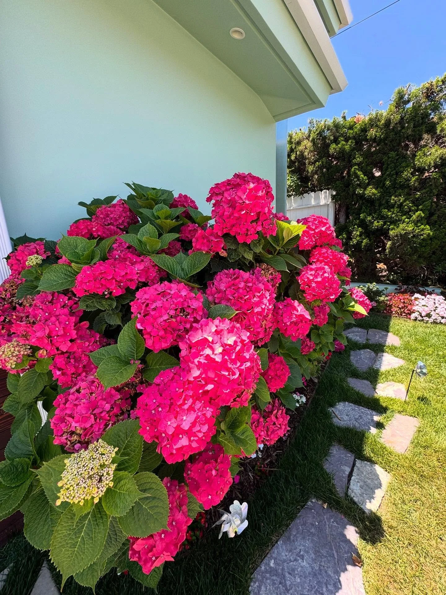 Hydrangea days and sunshine haze 💐☀️ 

🌿Lisa&rsquo;s Garden Therapy

#lisasgardentherapy #southbaylandscaping #redondobeachlandscaping
#oursouthbay #coastalliving #moderngardendesign #CMyCalifornia #landscapedesign #gardendesign #californiaplantfri