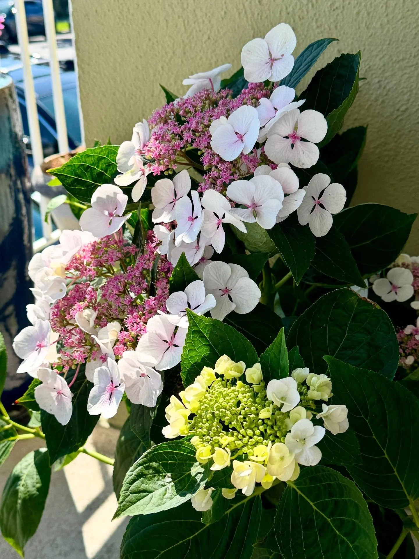 Hydrangeas in full bloom🌞
Summer&rsquo;s way of smiling in the garden 🌊

Lisa&rsquo;s Garden Therapy 🪴

#lisasgardentherapy #southbaylandscaping #redondobeachlandscaping
#oursouthbay #coastalliving #moderngardendesign #CMyCalifornia #landscapedesi