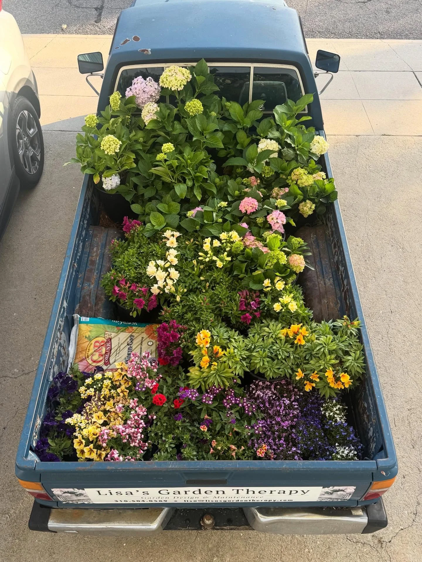 All loaded up for some spring planting in Redondo Beach 🌸🌺🌼

🌿Lisa&rsquo;s Garden Therapy
#lisasgardentherapy #southbaylandscaping #redondobeachlandscaping
#oursouthbay #coastalliving