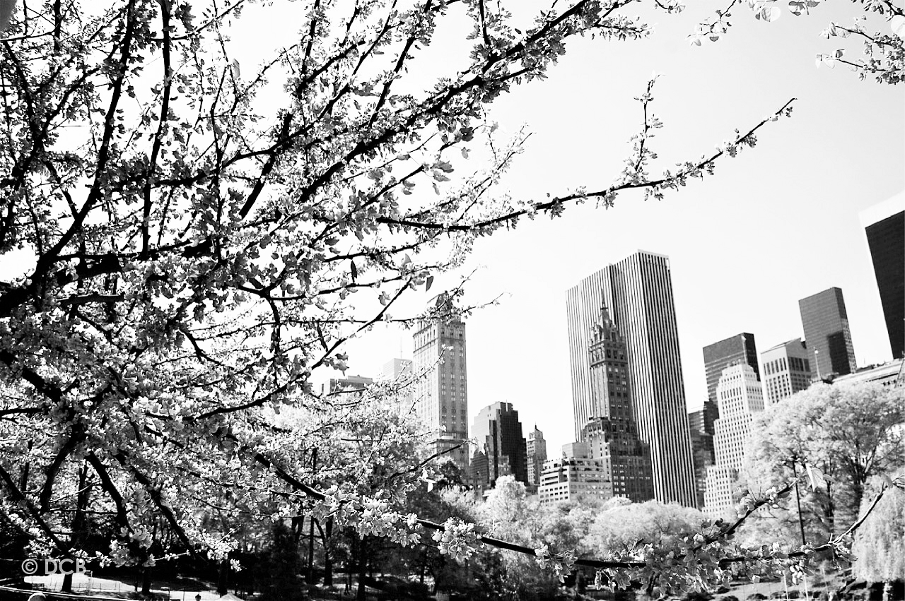 MANHATTN IN SPRINGTIME-DCB.png