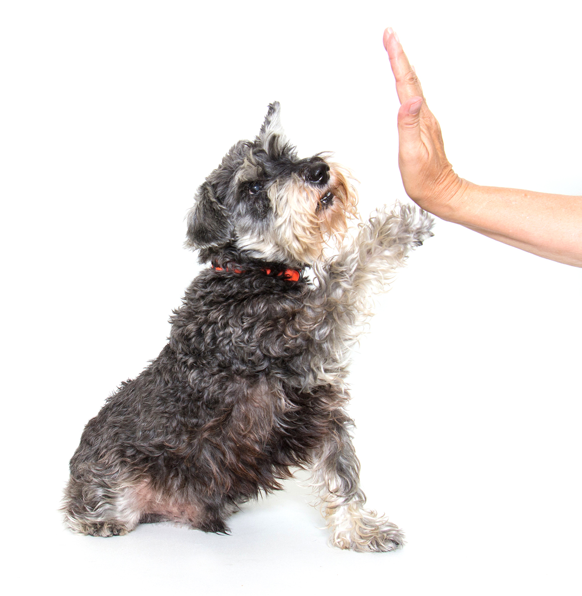 Shelter Art Foundation