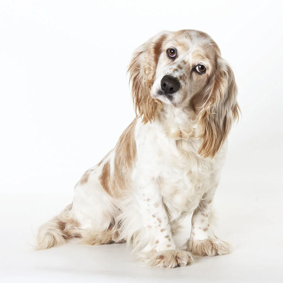 Shelter Stars — Shelter Art Foundation