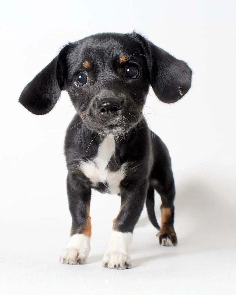 Shelter Stars — Shelter Art Foundation