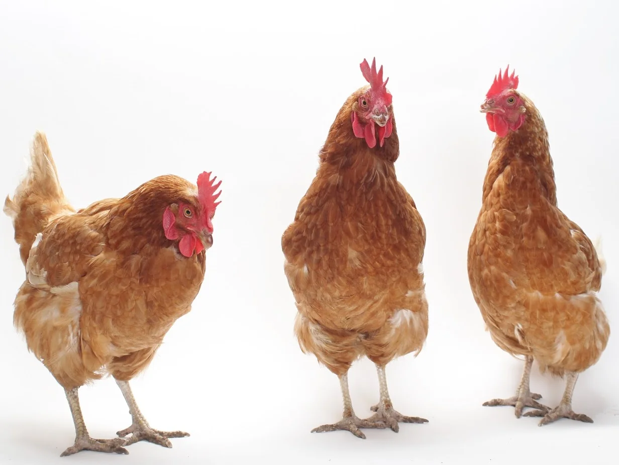 Shelter Stars — Shelter Art Foundation