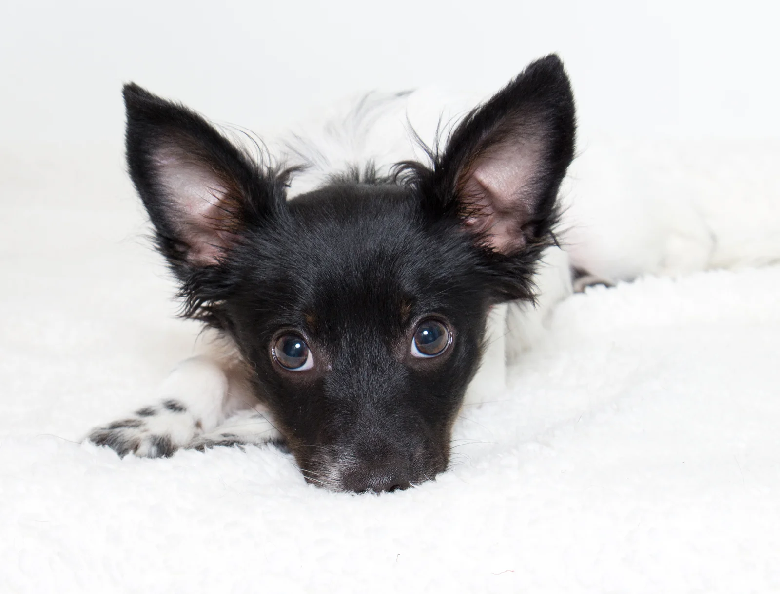 Shelter Stars — Shelter Art Foundation