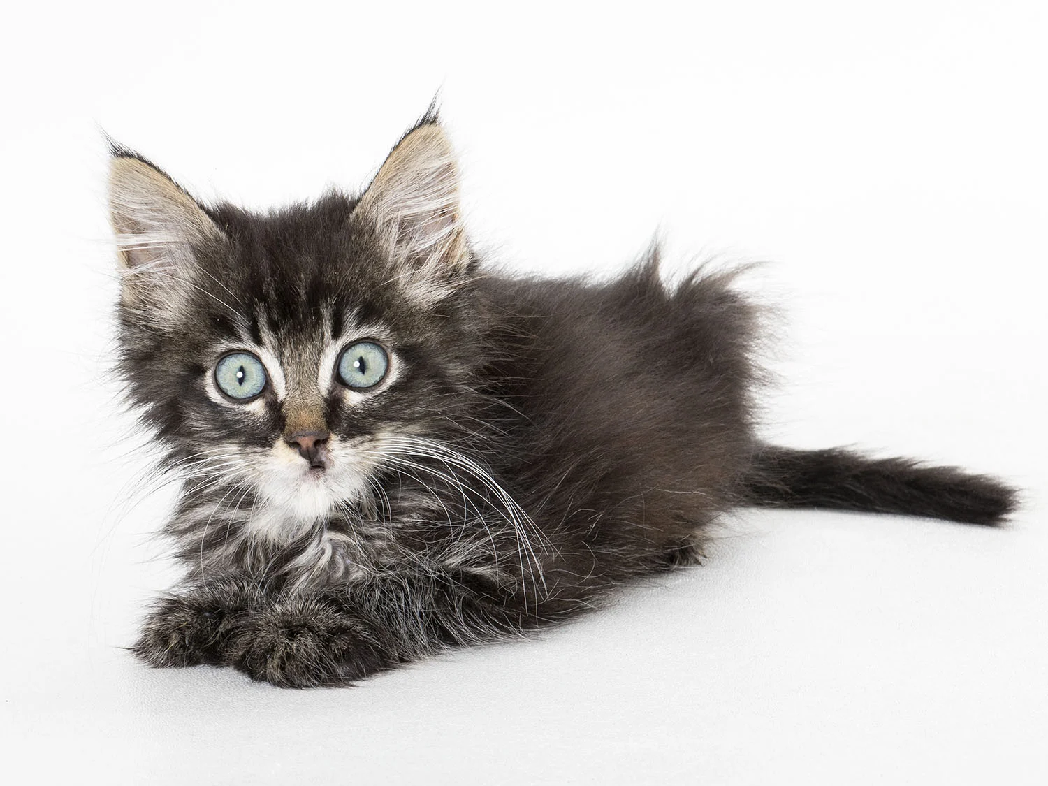 Shelter Stars — Shelter Art Foundation