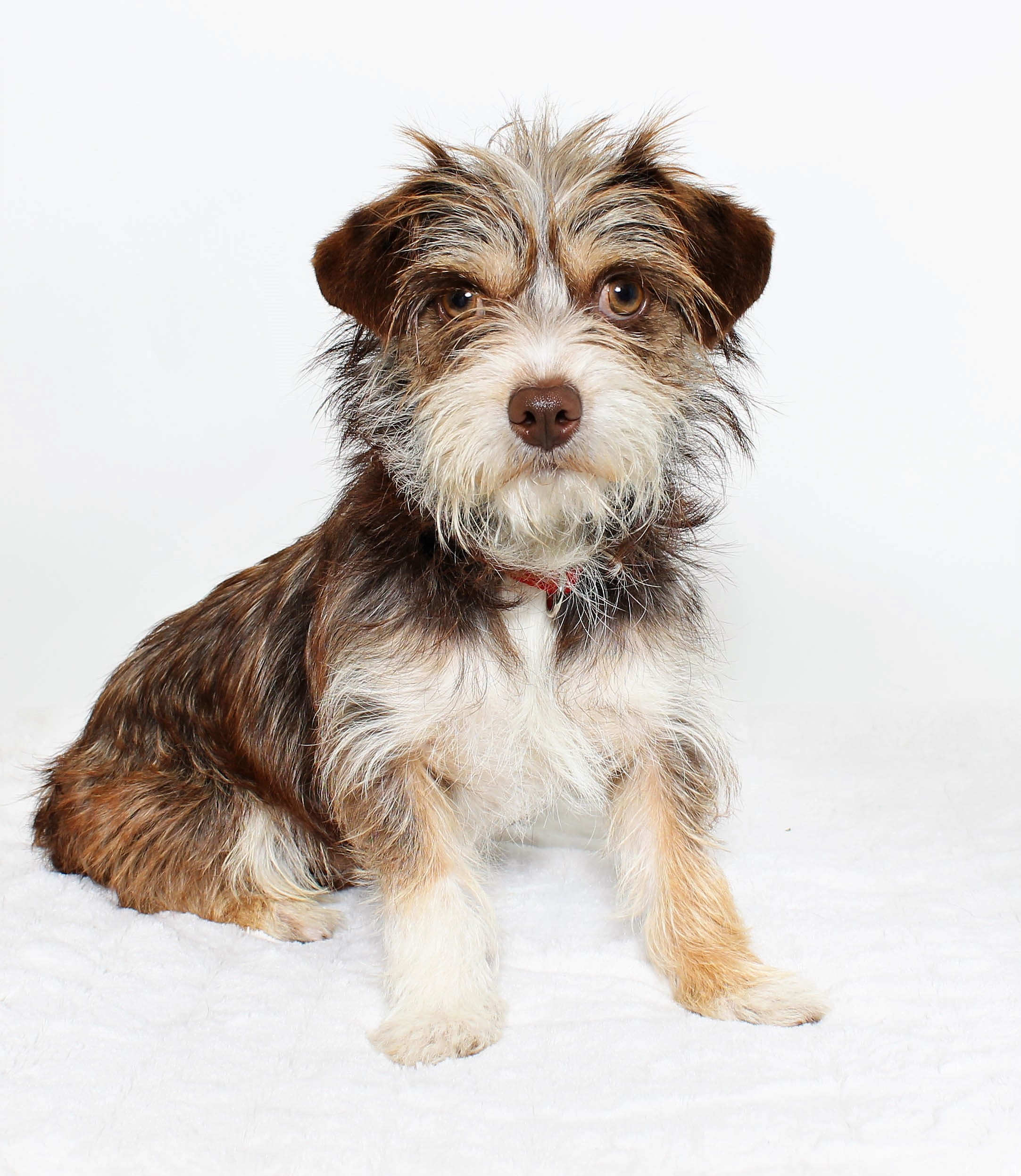 Shelter Stars — Shelter Art Foundation