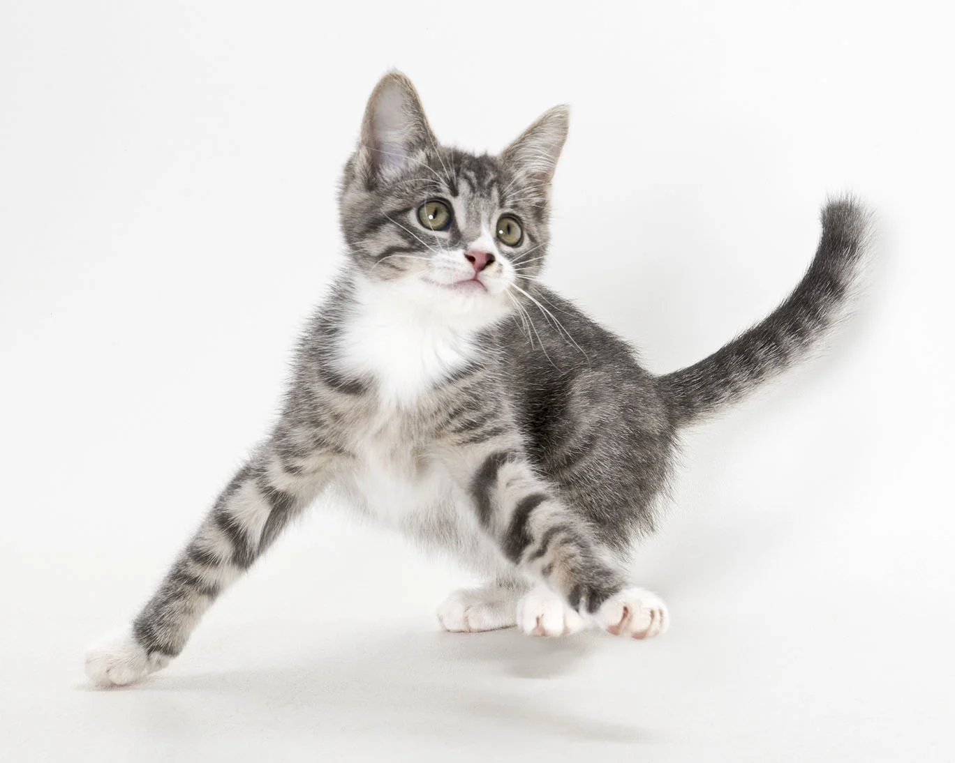 Shelter Art Foundation