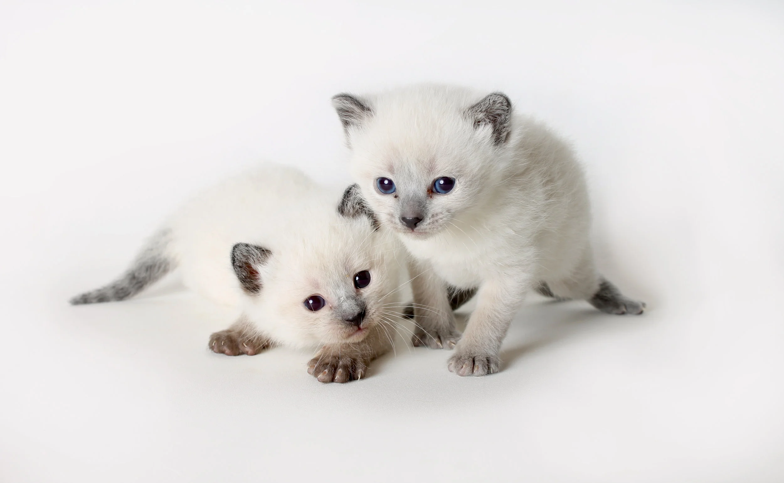 Shelter Art Foundation