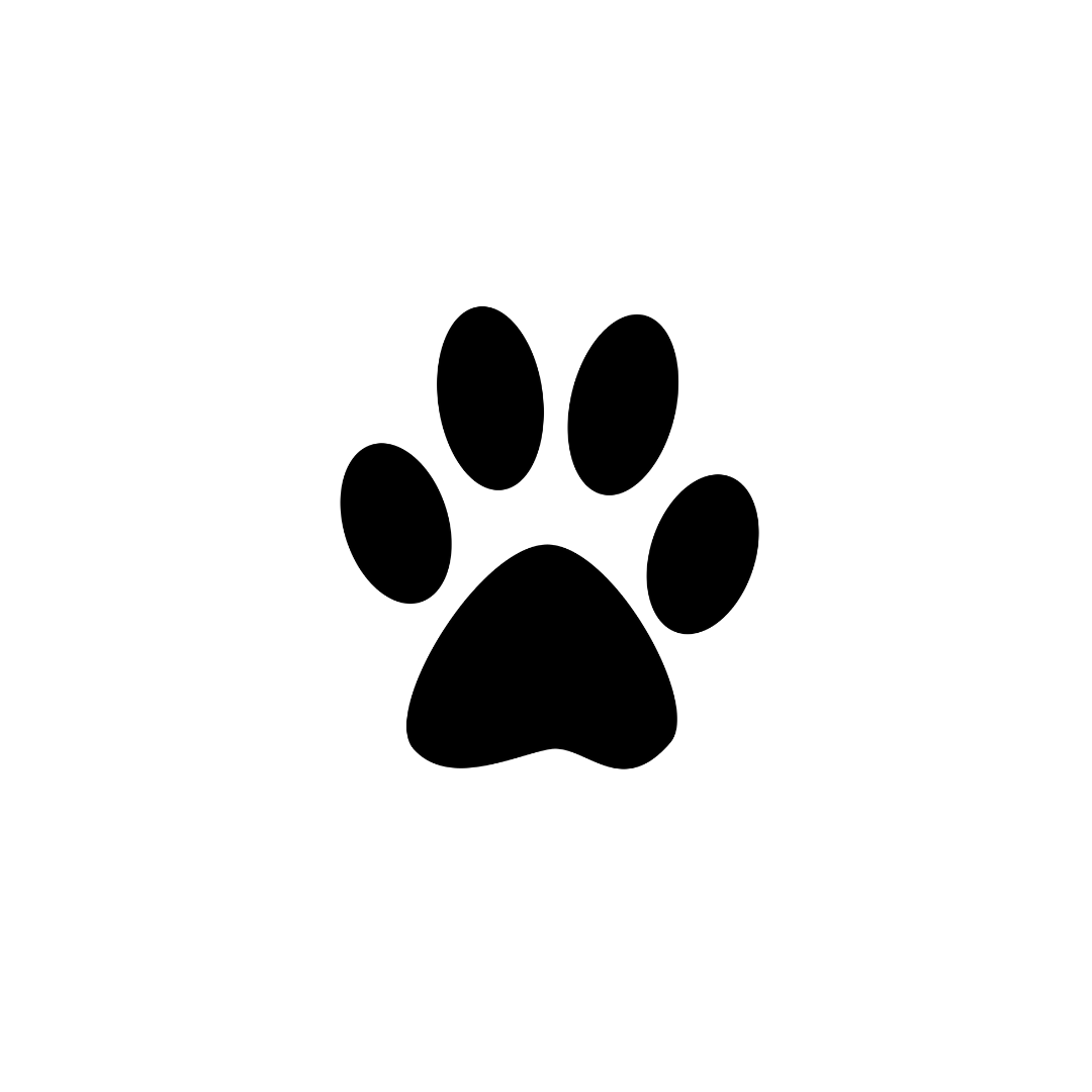 Impact — Shelter Art Foundation