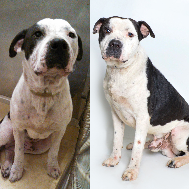 Shelter Art Foundation