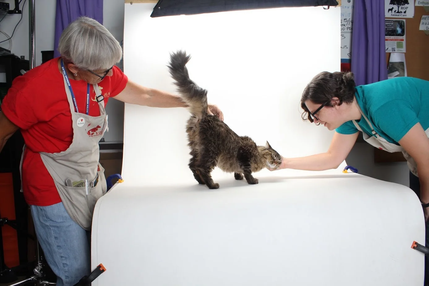 Shelter Stars — Shelter Art Foundation