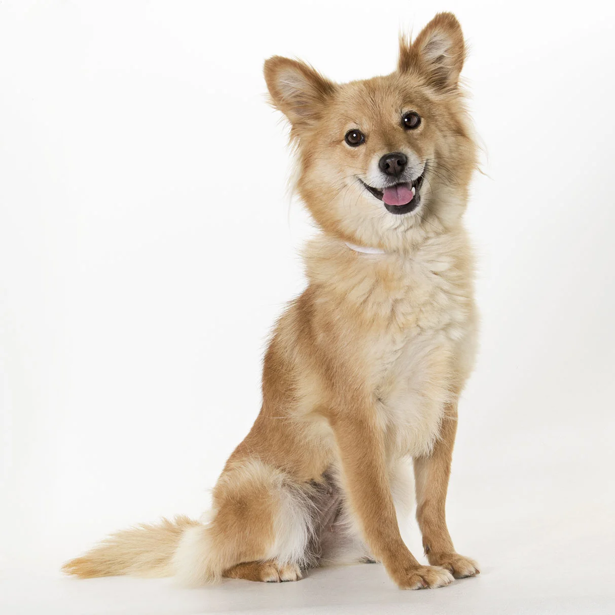 Photo by the SPCA for Monterey County.