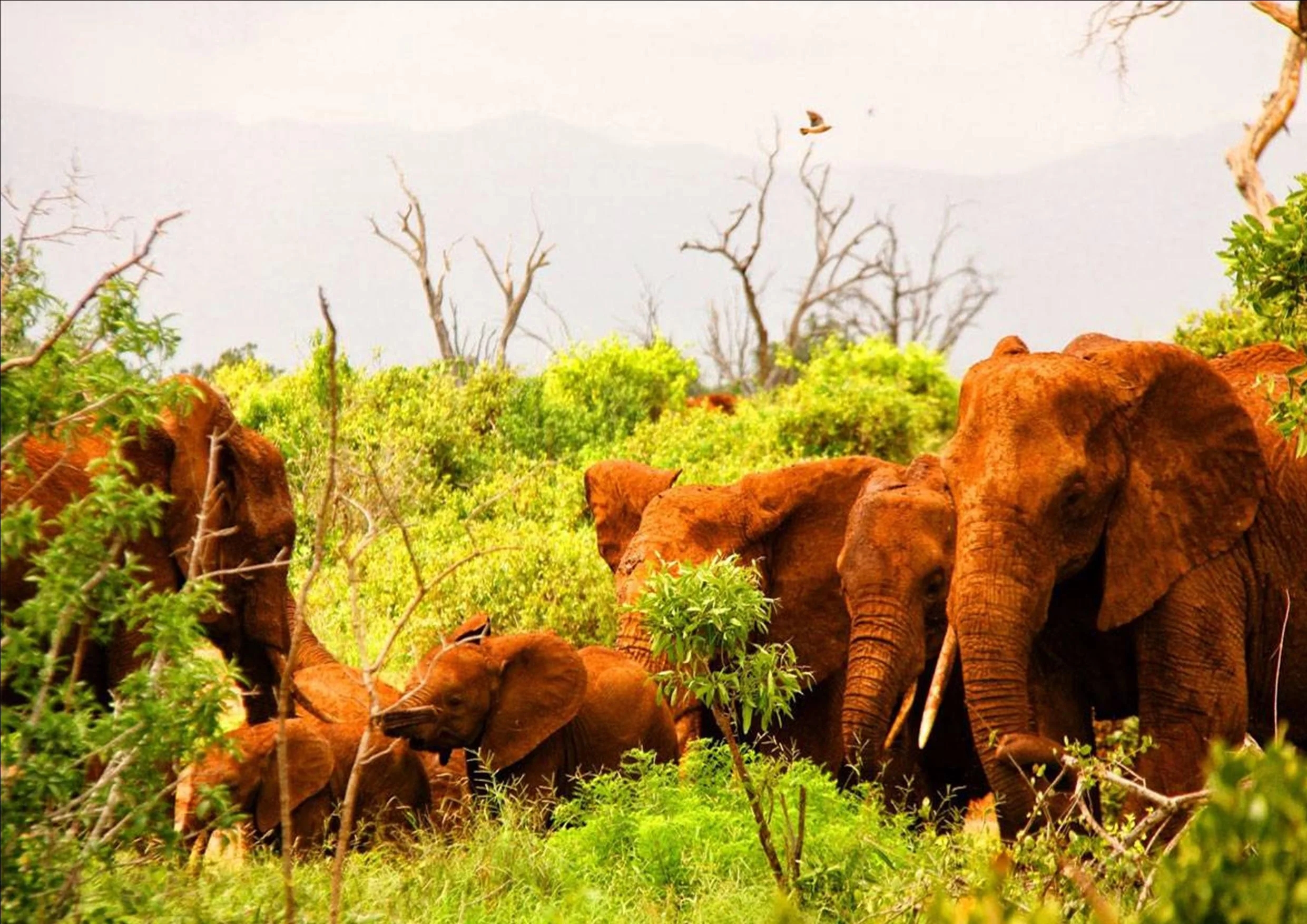 KENIA05.jpg