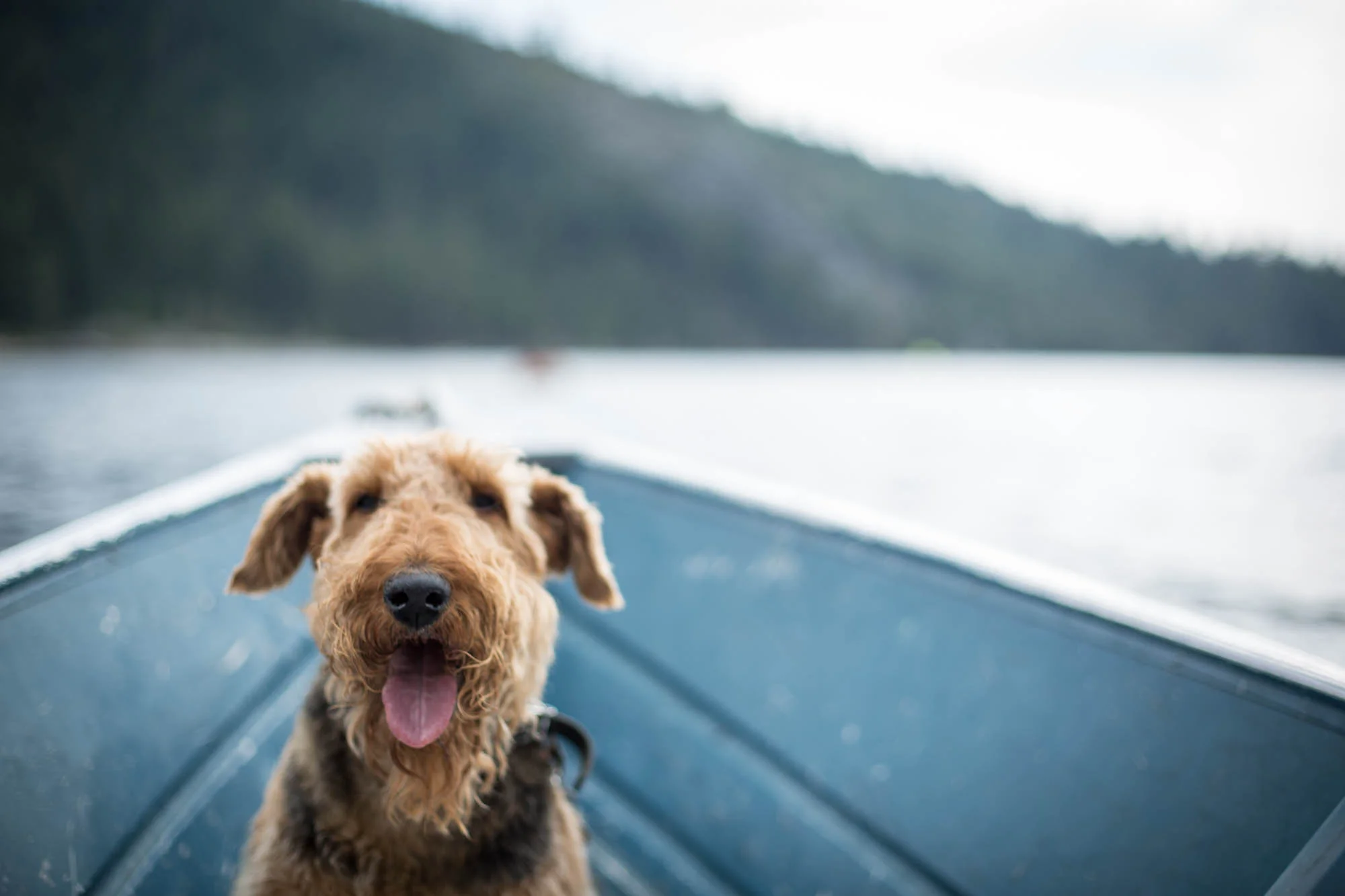 Cute dog in a boat on a lake