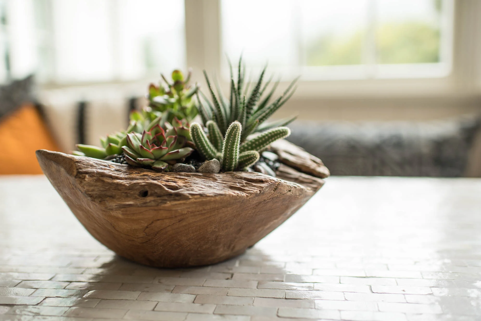 Succulents in a kitchen
