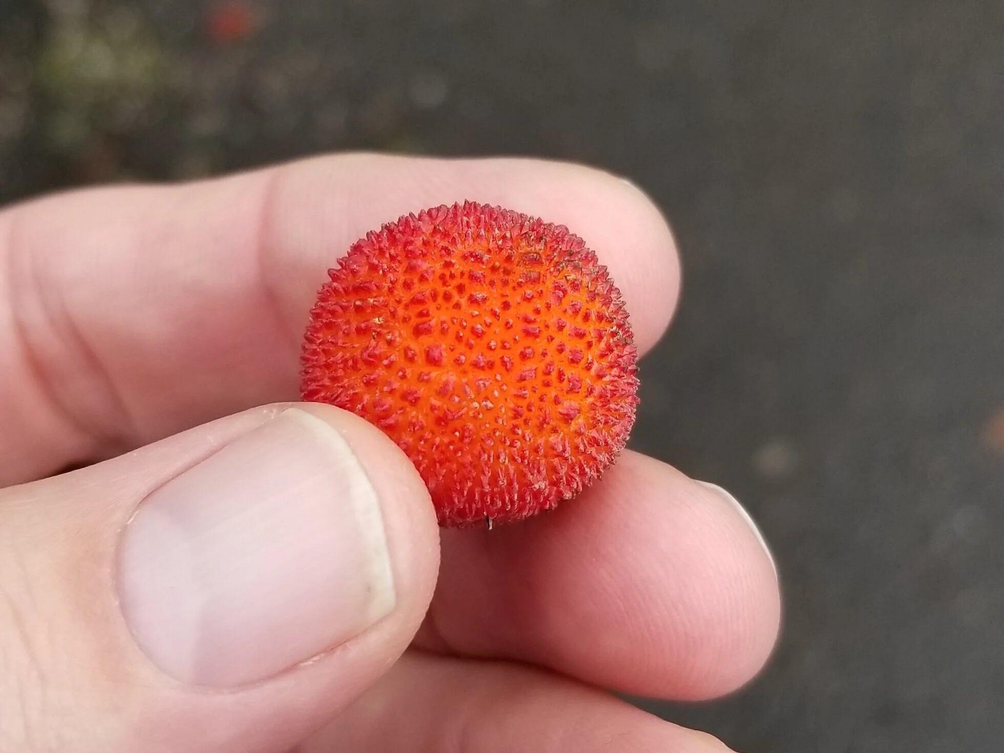 Arbutus unedo - Strawberry Tree
