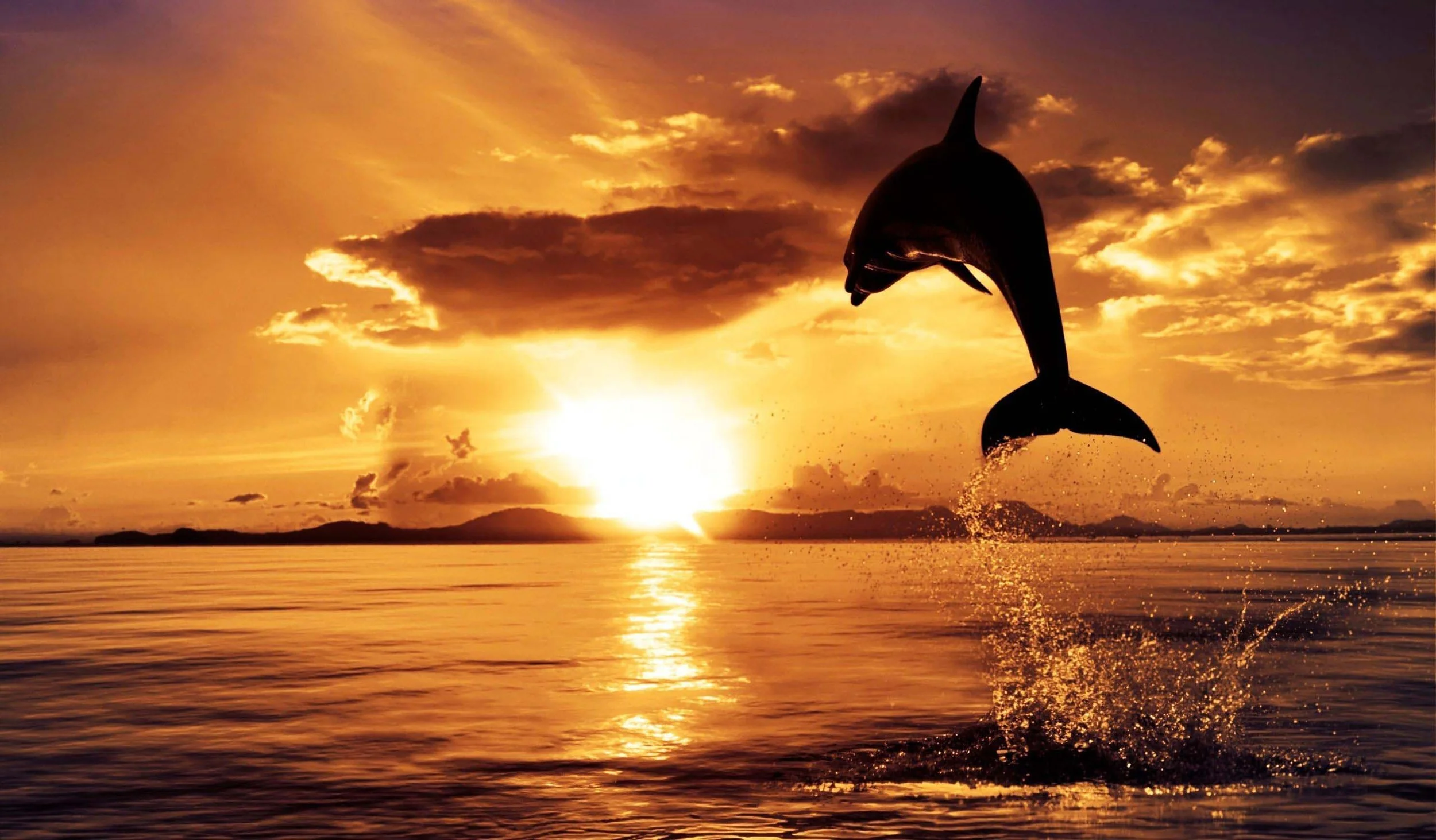 Banner pic for prom.jpeg