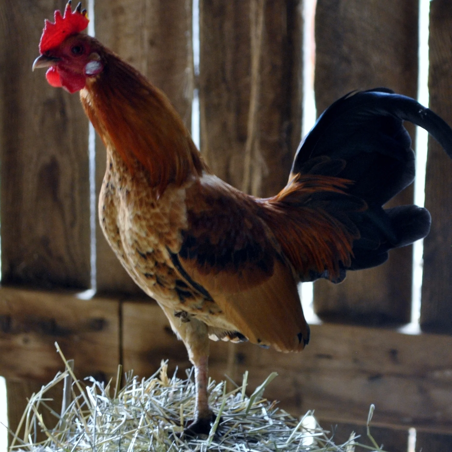 serama_goldenRooster.jpg
