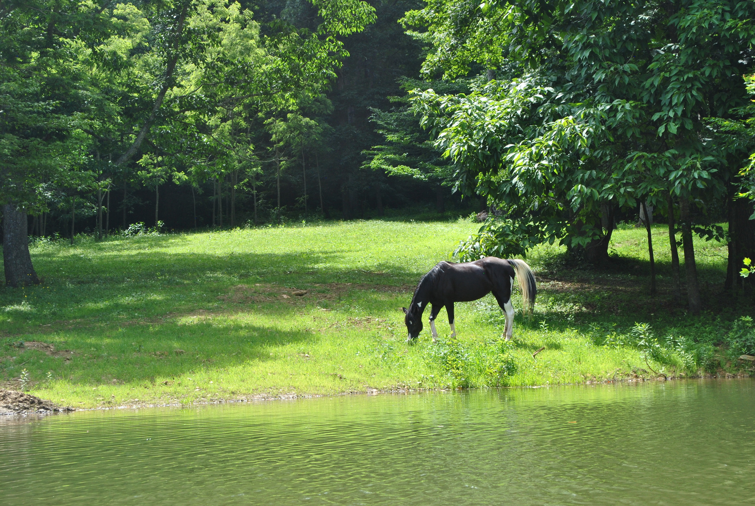   Willet Ponds Farm   More than a place to stay: an Appalachian farm experience  