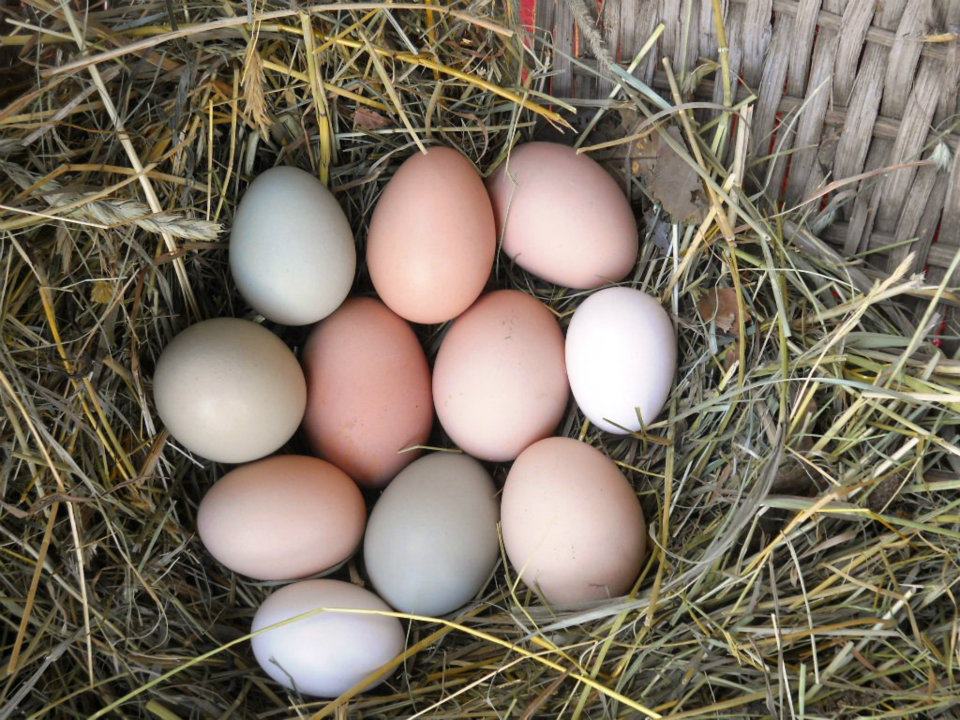   Willet Ponds Farm     Gather eggs, feed the animals, and get a feel for farm life     Learn more  