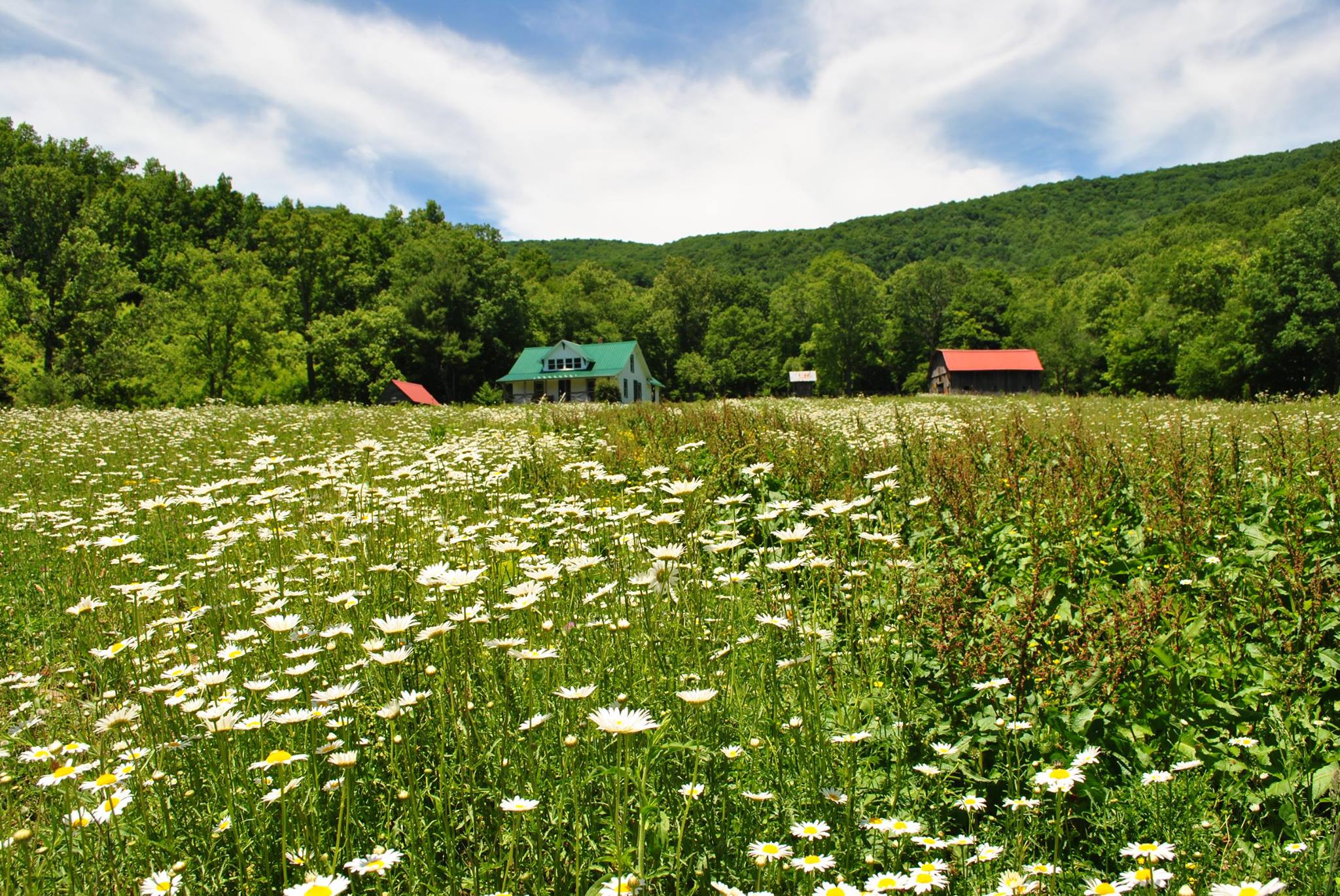 Summer daisies adorn the pasture which is the Pioneer Homestead's front yard