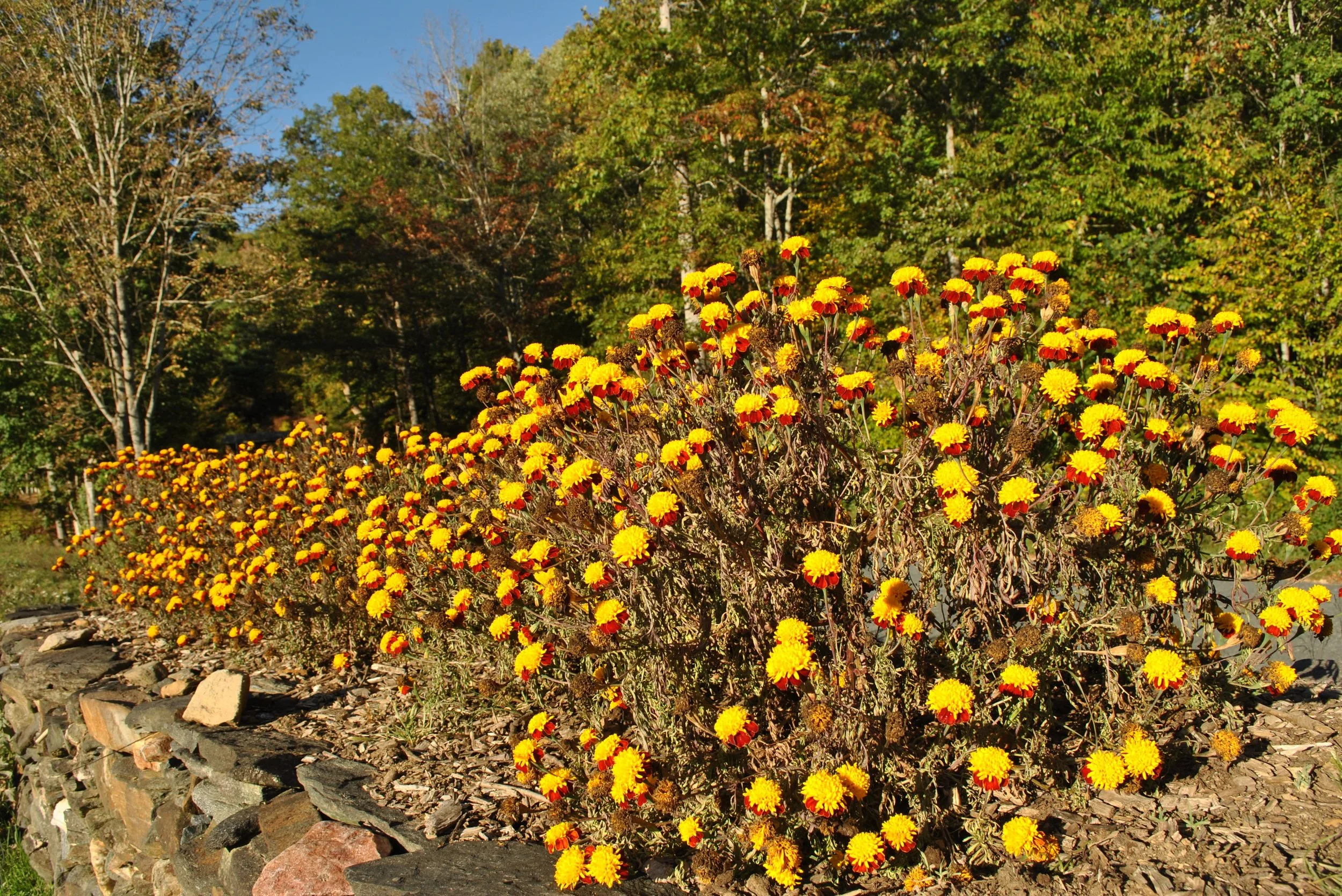 Fall on the farm