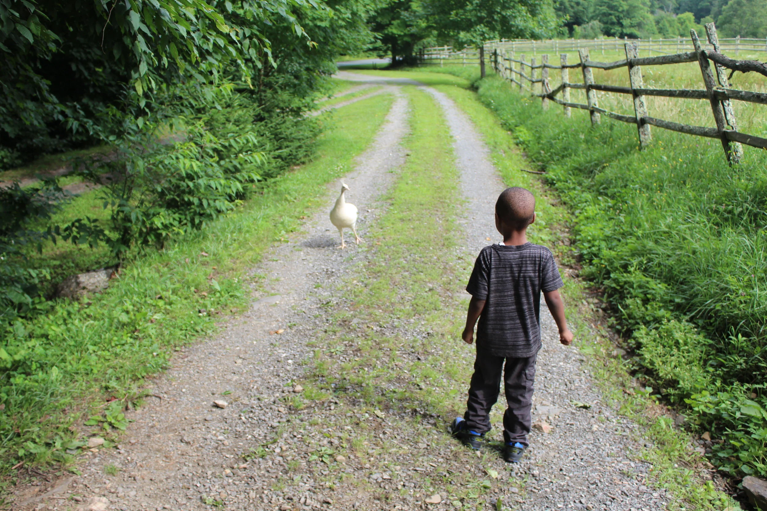 Jaron and Peacock.JPG