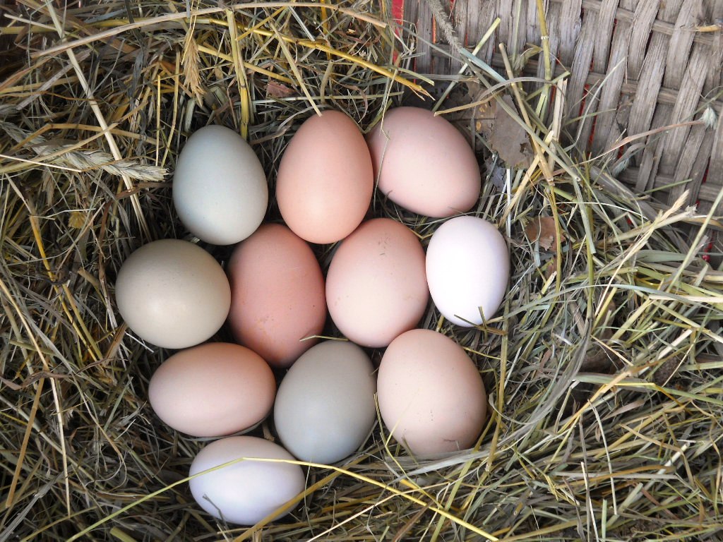 Egg Gathering2.jpg