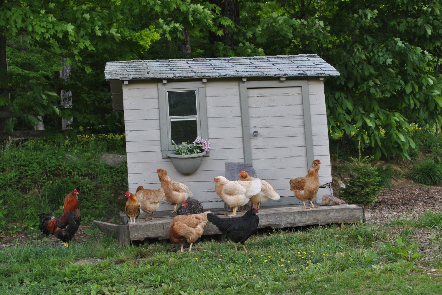 Mother Hens — Willet Ponds Farm, image size:1500x1004