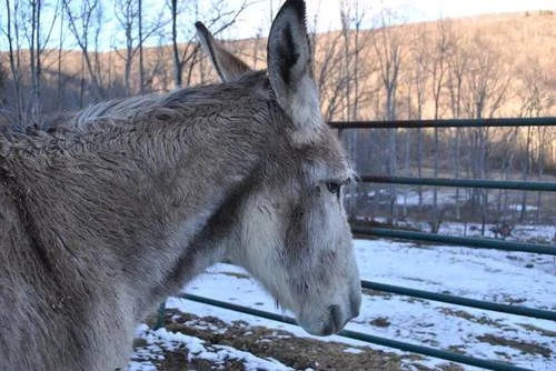 Solomon the Donkey