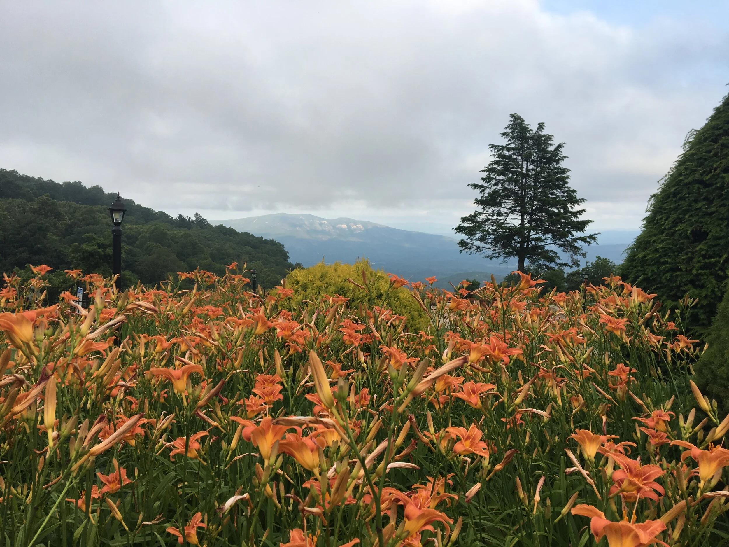 A Profusion of Blooms