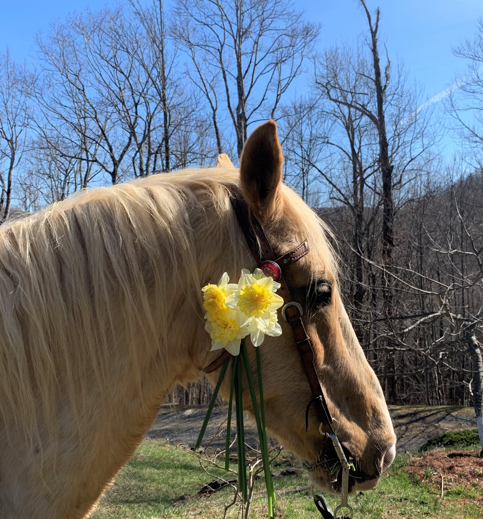 Farm in early spring.jpg