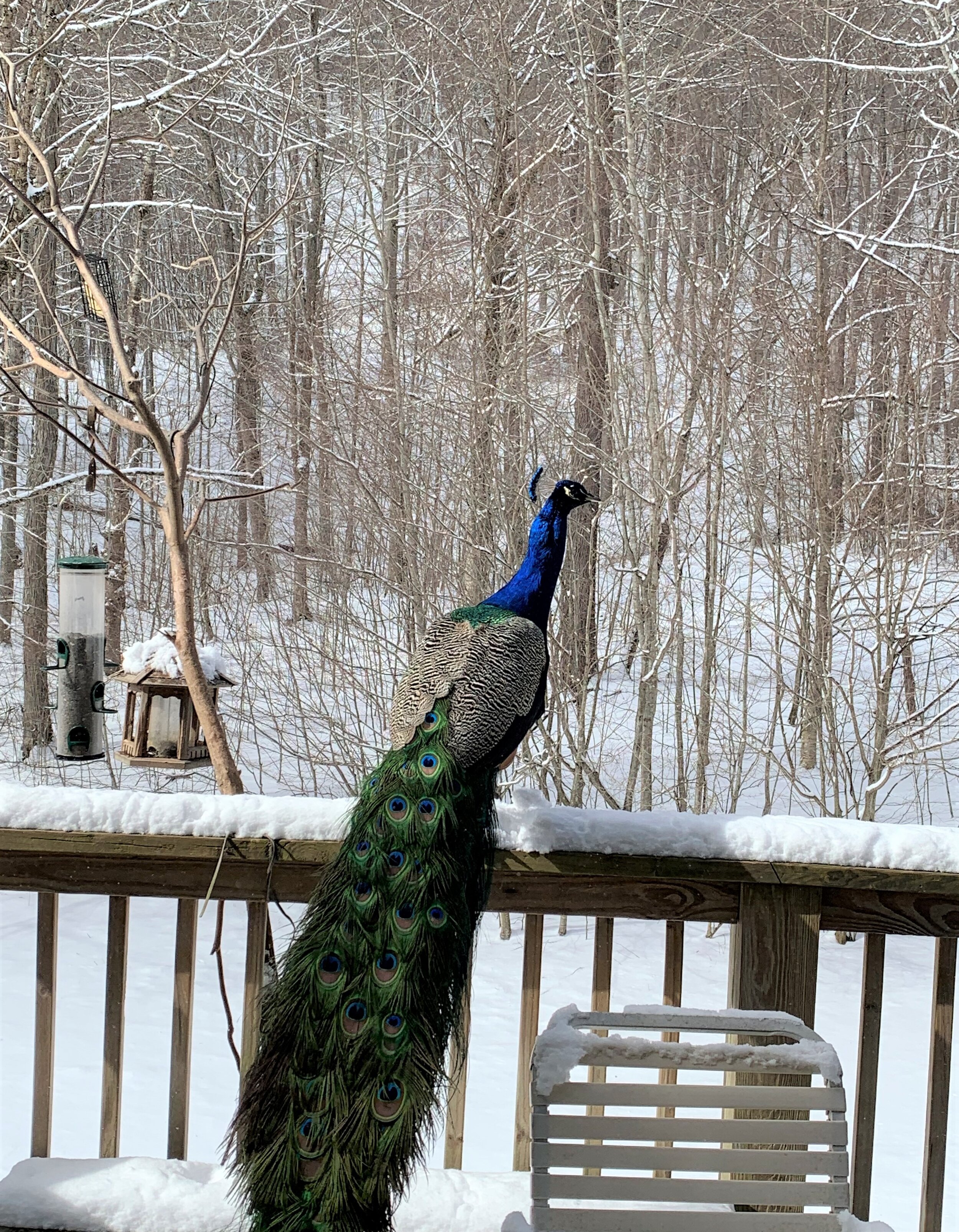 peacock at feeder.jpg