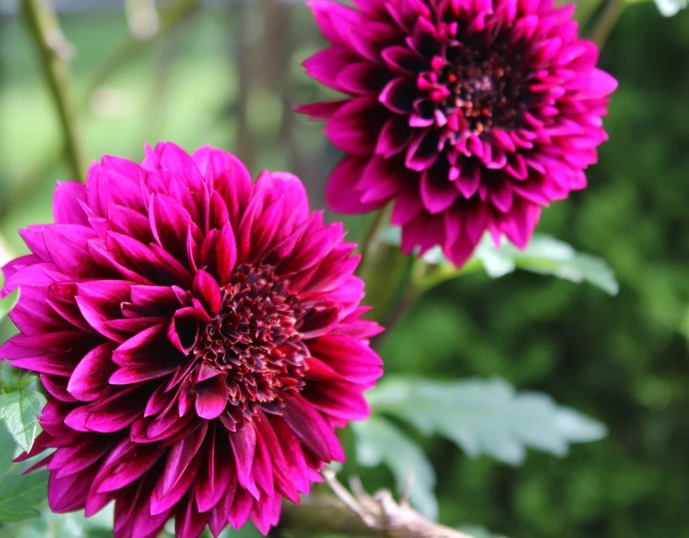 TRAMPLING OUT THE VINTAGE; Making Wine While the Sun Shines