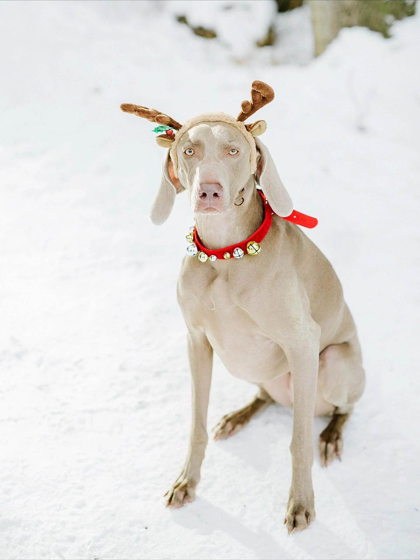 Ellie, you will be missed. 
.
.
I love families but I also love their pets. Thank you for being such a loveable pup sweet Ellie. Your family will miss you dearly.