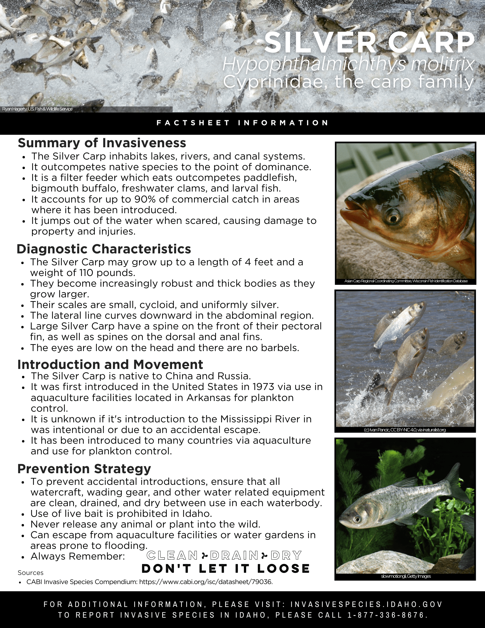 Silver Carp Factsheet — Invasive Species of Idaho