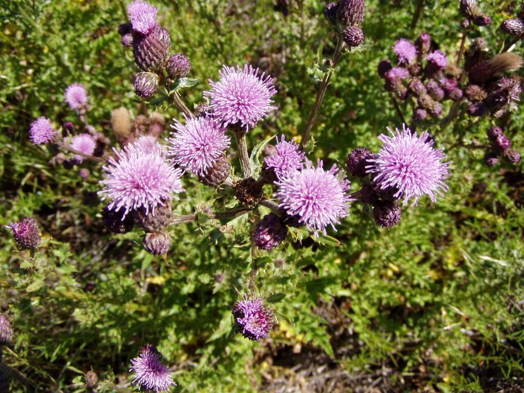 bio control canada thistle invasive species of idaho canada thistle control