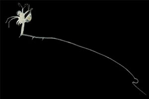 Fishhook Waterflea