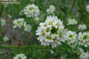 Hoary Alyssum