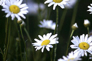 Oxeye Daisy