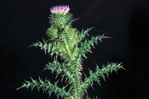 Plumeless Thistle