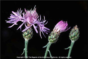 Spotted Knapweed